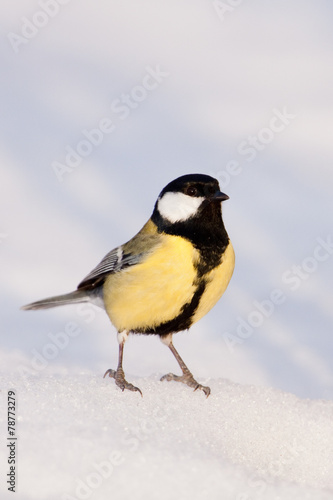 Great tit close-up in the snow