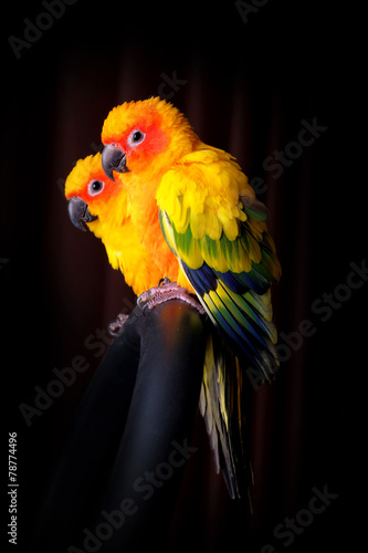 Lovely Couple of Sun Conure in black background