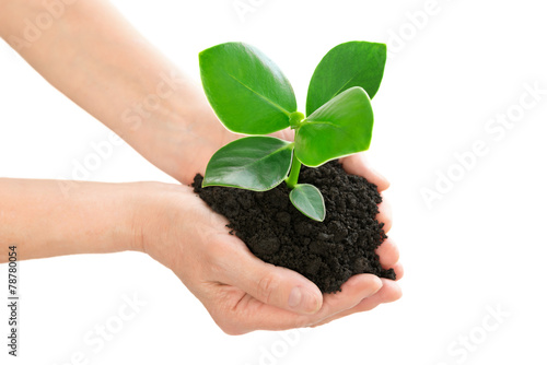 Hands holding green plant ecology concept