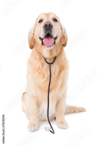 Dog with stethoscope looking at camera