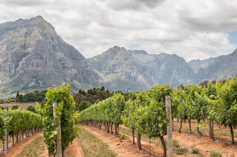 View of vineyards near Stellenbosch