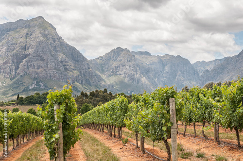 View of vineyards near Stellenbosch