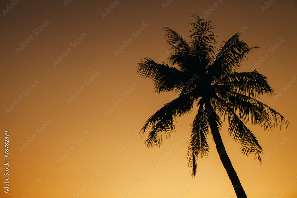 palm sunset silhoutte