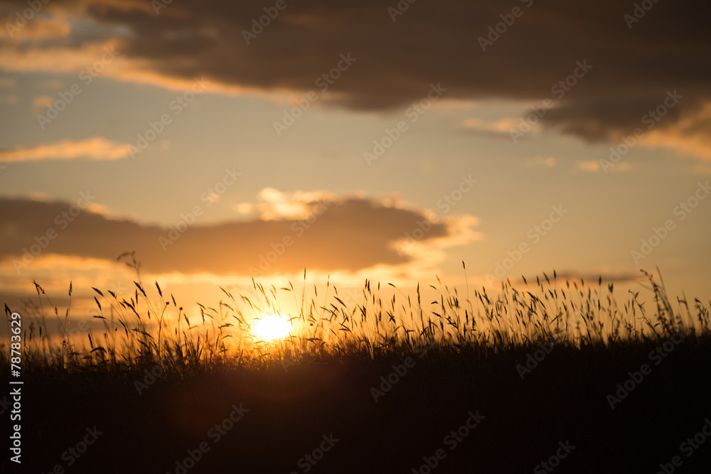 Sonnenuntergang auf einer Blumenwiese
