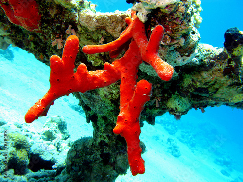 coral reef with great red sea sponge in tropical sea