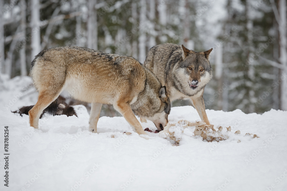 Grey wolves at moose carcass