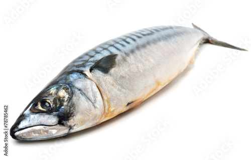 mackerel fish isolated on white background