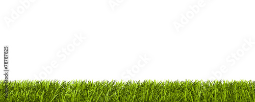 Wallpaper Mural fili d'erba Torontodigital.ca