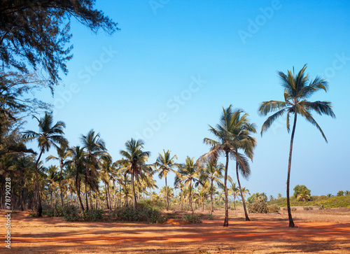 Leaves of palm