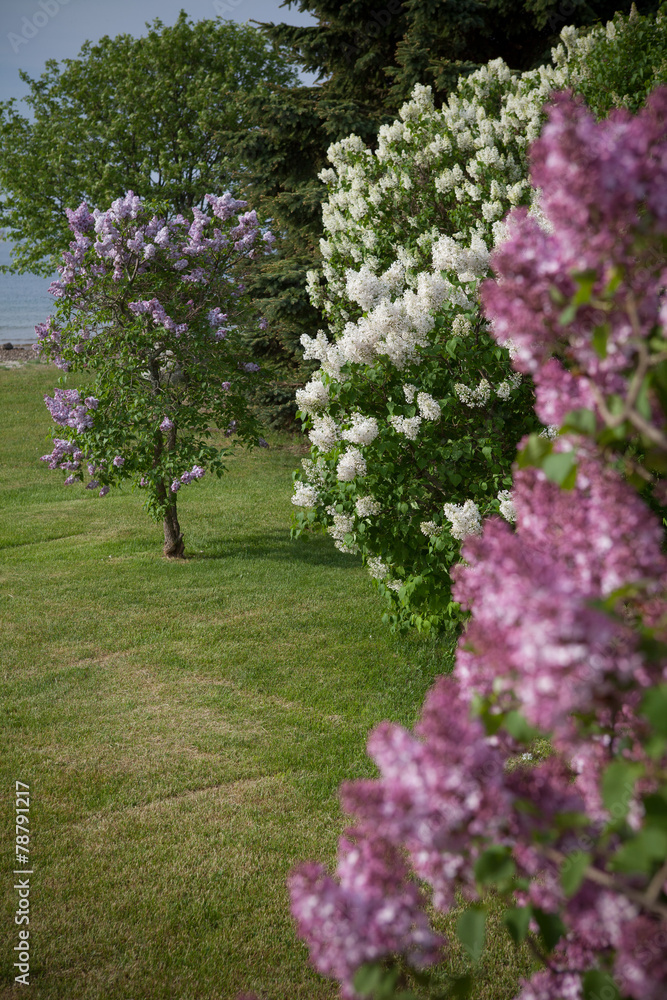 Obraz premium purple white lilac bloom spring bush mackinac