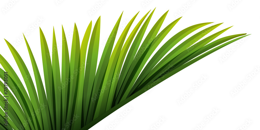Naklejka premium Feuille de Palmier