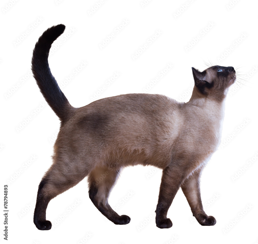 Siamese cat Stock Photo | Adobe Stock