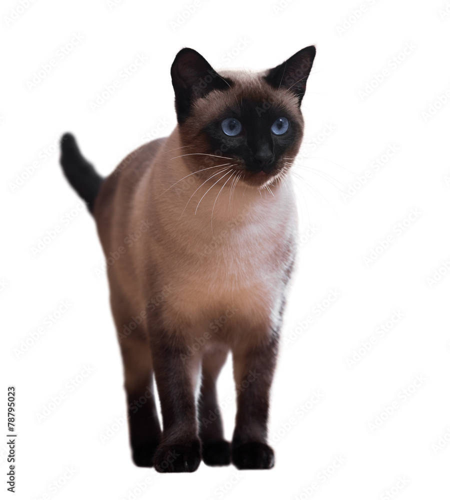 Standing Siamese cat
