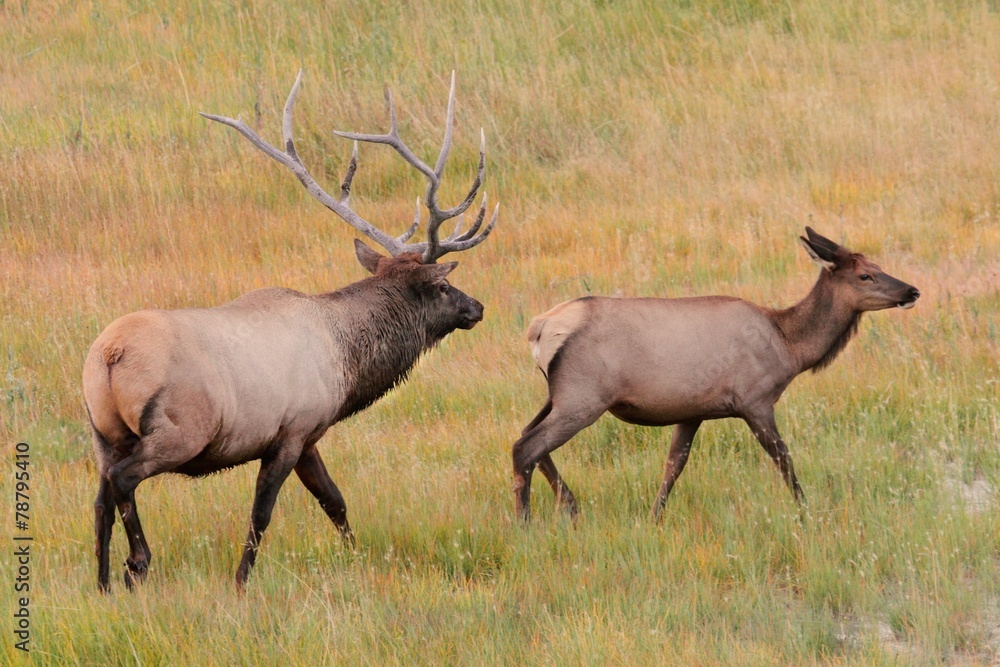 Pair of Elk in Yellowstone Pair of Elk in Yellowstone
