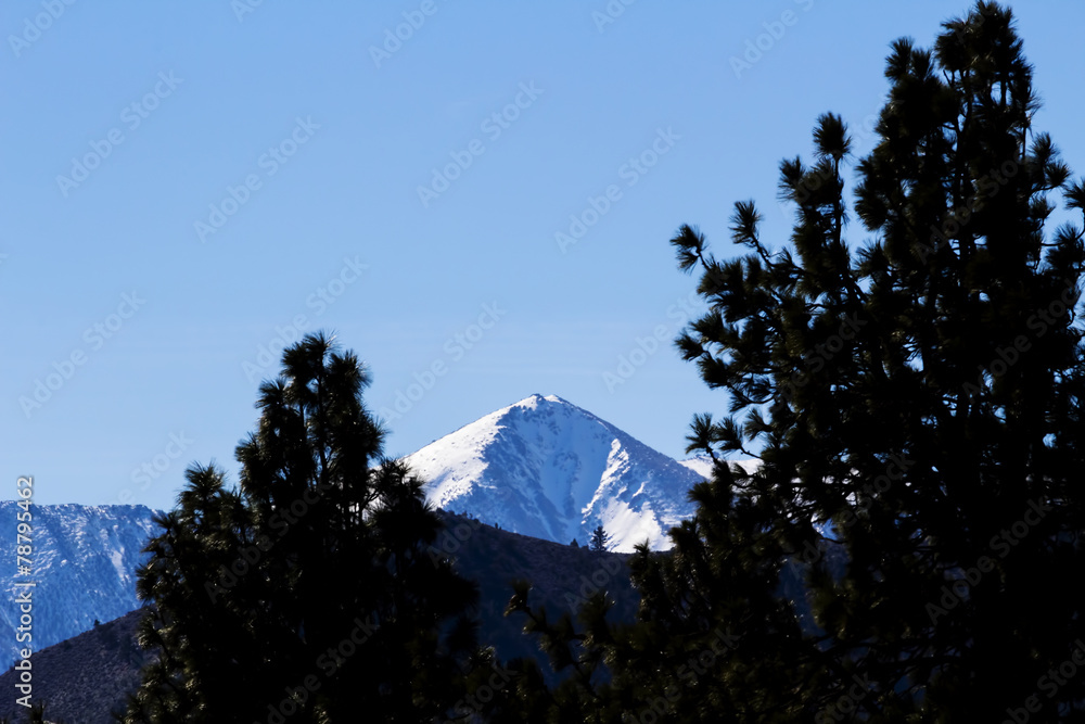 Distant Snow Covered Peak Through Pine Trees