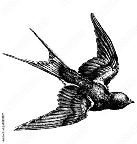 Vintage bird