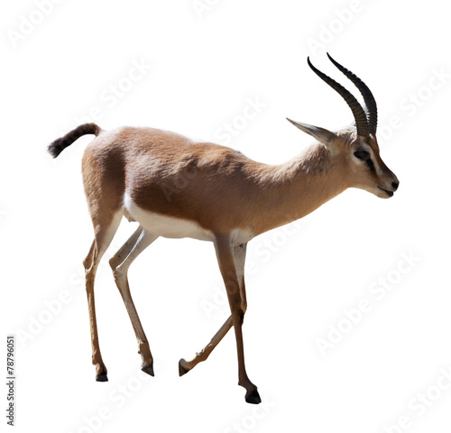 Billede på lærred Dorcas gazelle   on white