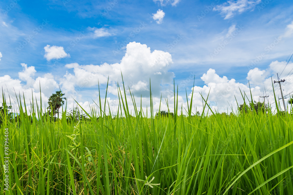 Fototapeta premium Rice field