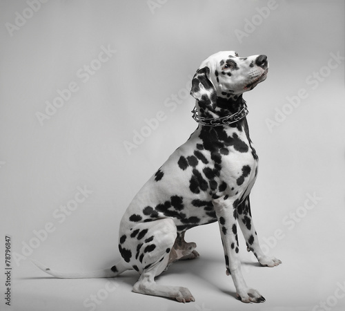 Dalmatian dog sitting #78796847