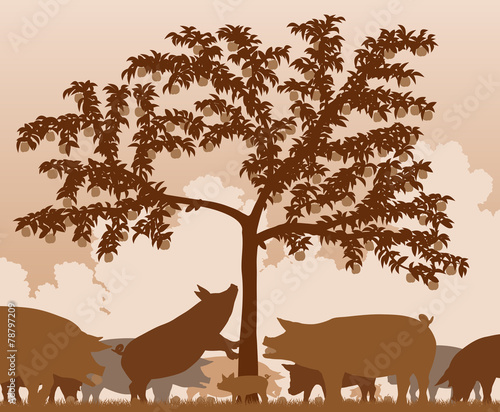 Foraging pigs