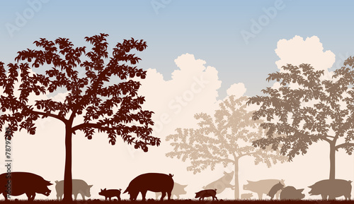 Orchard pigs