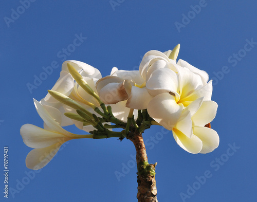 Rangipani plumeria Spa Flowers photo