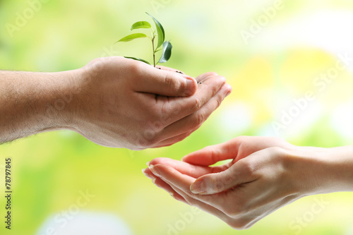 Plant in female and male hands on bright background © Africa Studio