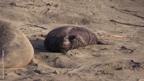 Elephant  Seals