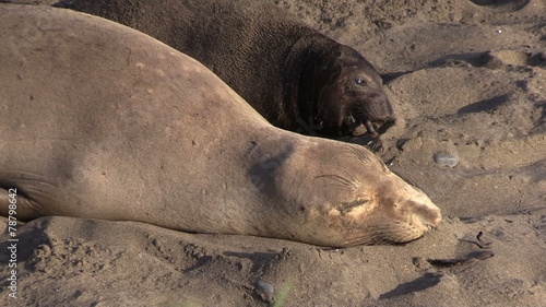 Elephant Seals