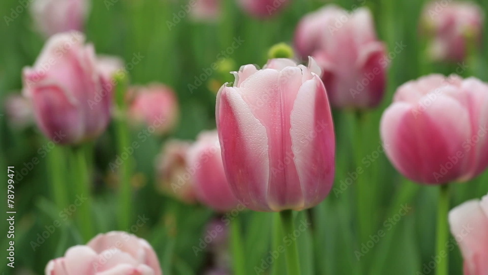 pink tulips closeup in the park , spring floral background pink tulips closeup in the park , spring floral background