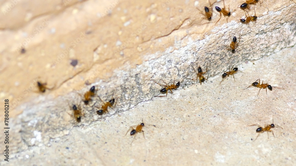 Macro of common sugar ants grouping against side of brick in 4k Macro of common sugar ants grouping against side of brick in 4k