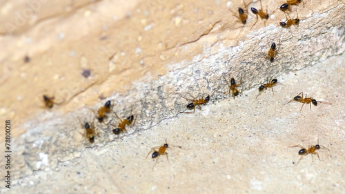 Macro of common sugar ants grouping against side of brick in 4k photo