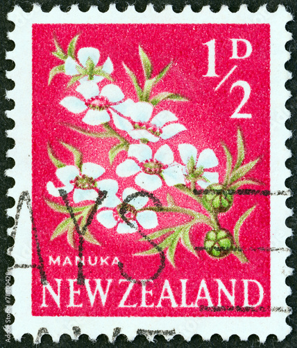 Manuka Tea Tree flowers (New Zealand 1960)