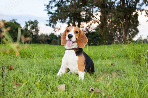 Obraz na płótnie Funny beagle puppy portrait