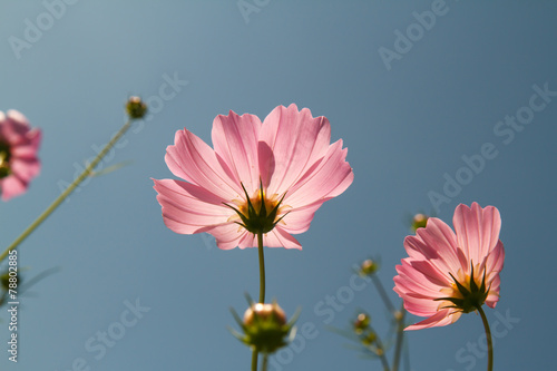 cosmos flower in garden