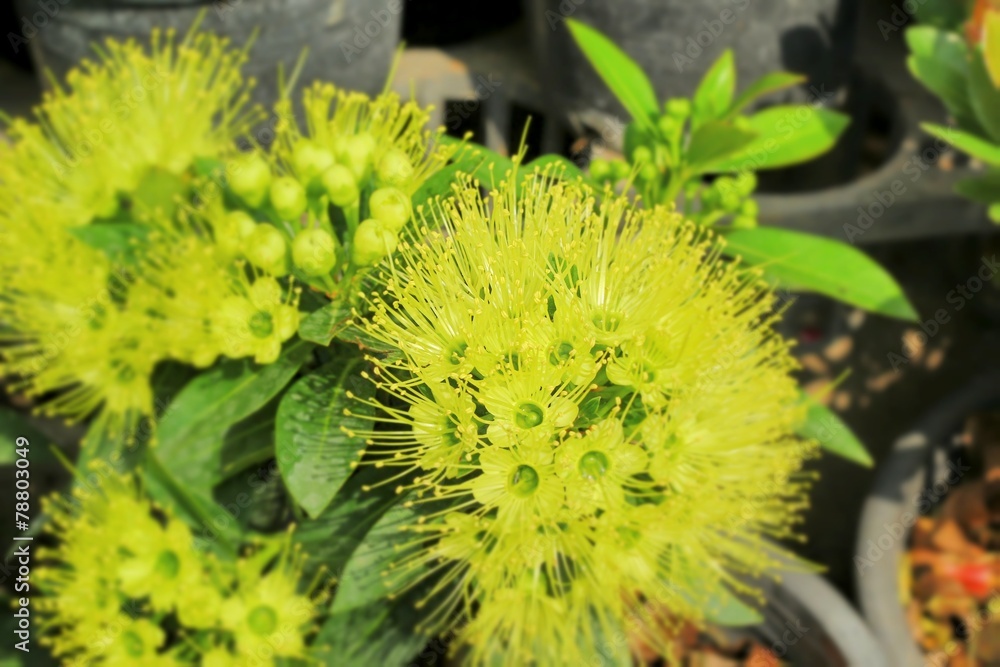 Fototapeta premium yellow flower in the nature