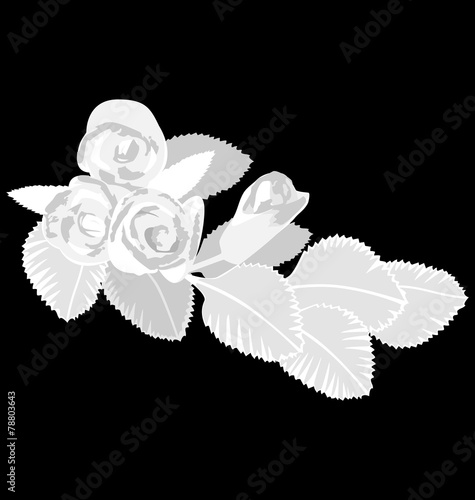 White flowers isolated on black background