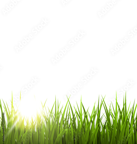 Green grass lawn with sunrise on white. Floral nature spring bac