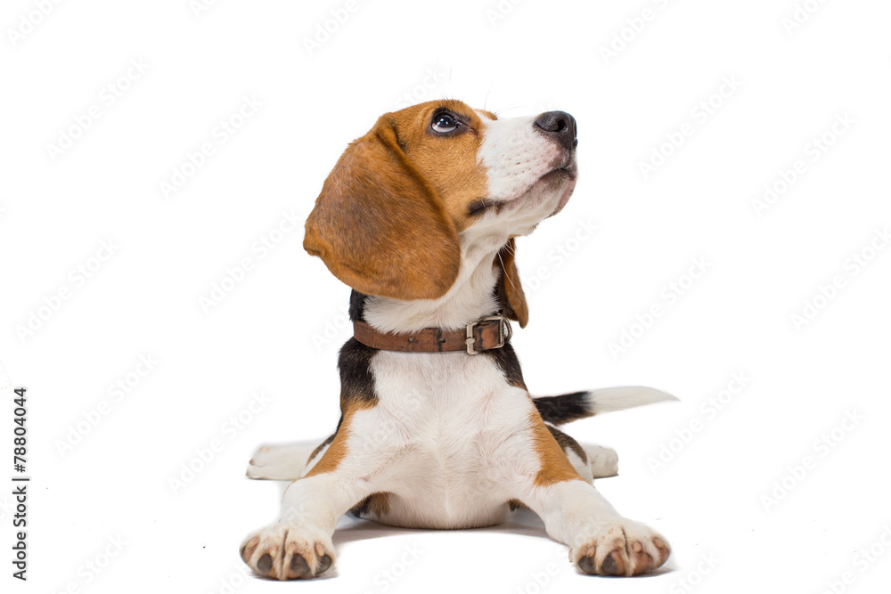 beagle dog on white background - obrazy, fototapety, plakaty 