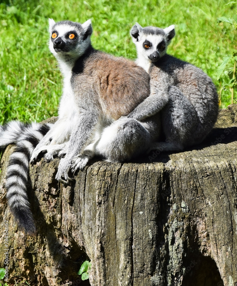 Obraz premium Ring tailed lemur couple