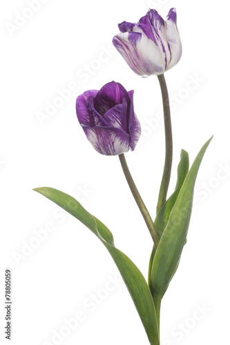 Fototapeta Naklejka Na Ścianę i Meble -  tulip