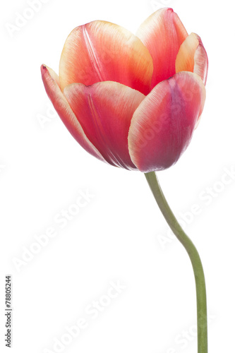 Fototapeta Naklejka Na Ścianę i Meble -  tulip