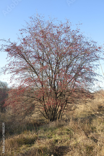 tree with berries