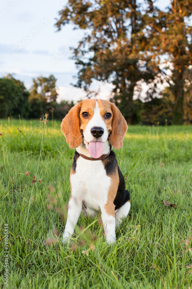 beagle on meadow - pedigree dog