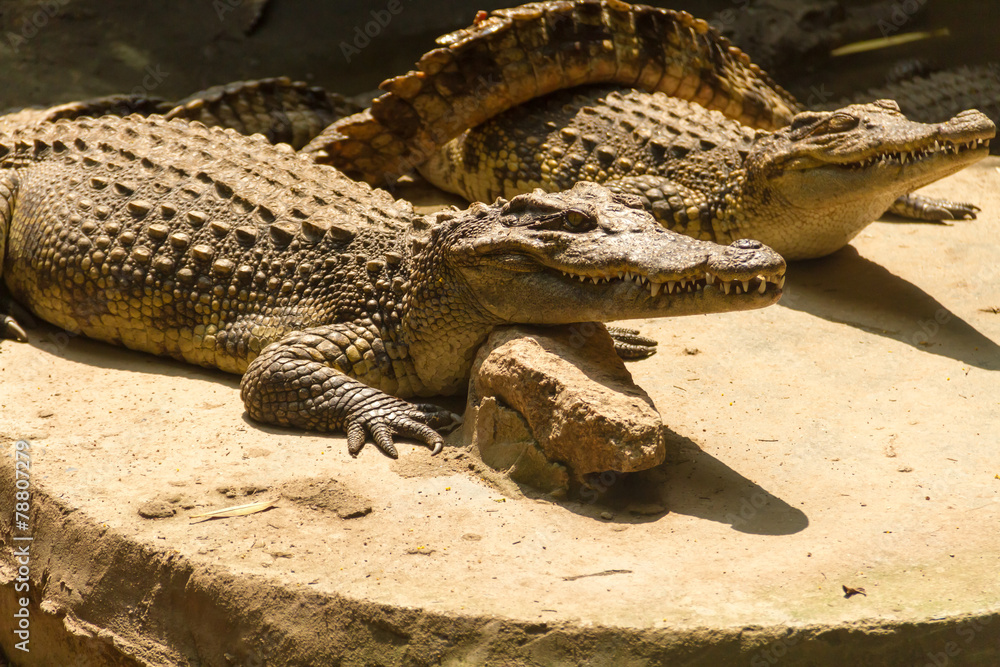 Fototapeta premium crocodile basking in the ground
