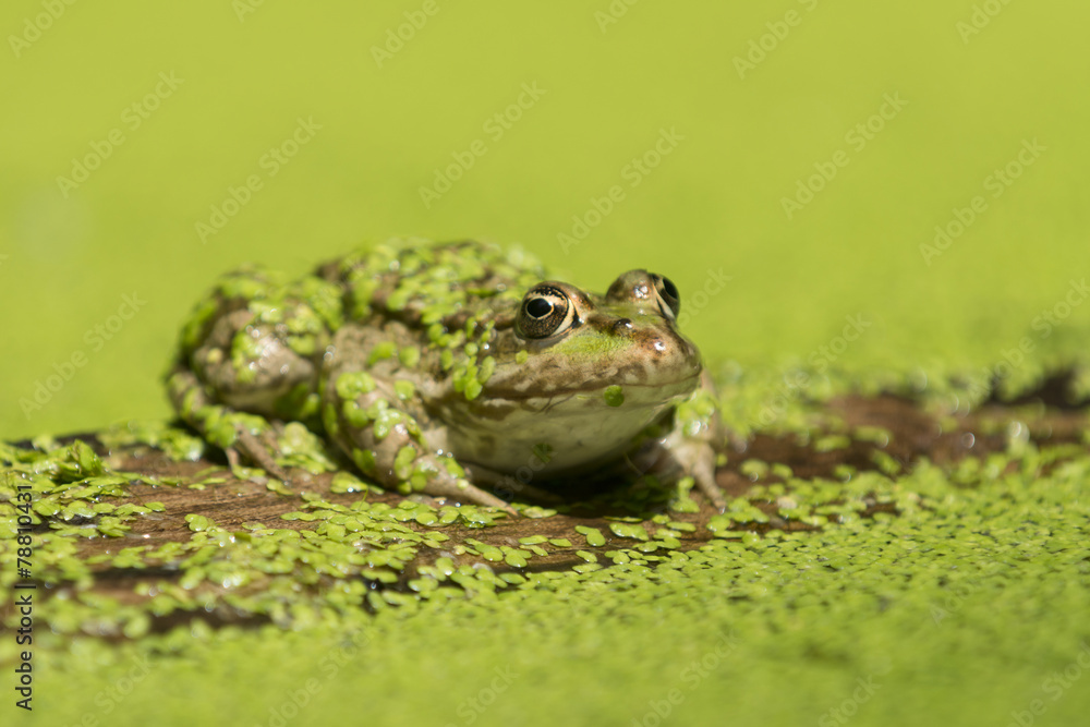 Fototapeta premium Teichfrosch, Rana esculenta