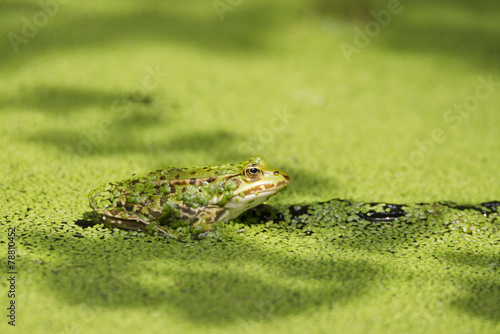 Teichfrosch, Rana esculenta