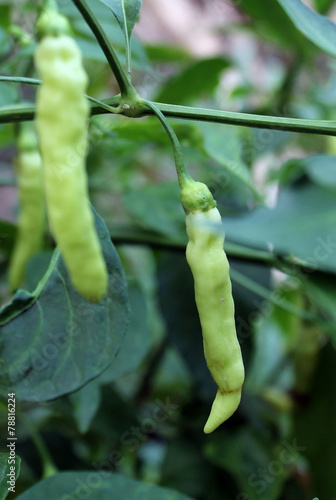 Obraz na plátně Chilli peppers, Chillier