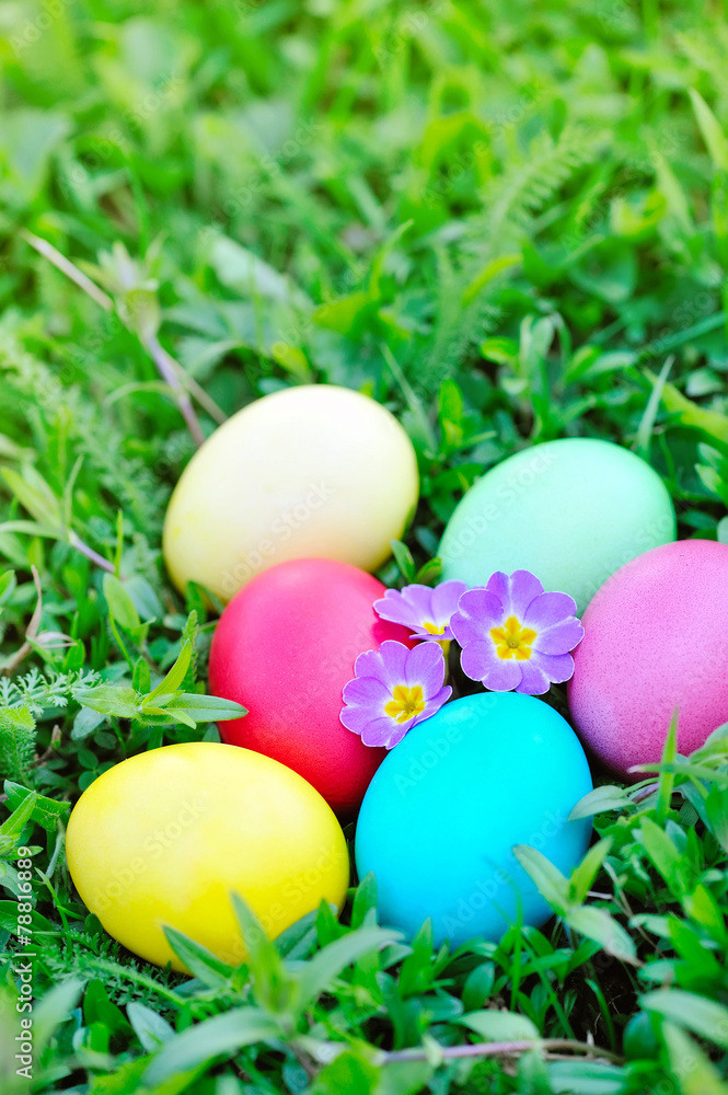 Colored easter eggs with flowers primrose on green grass