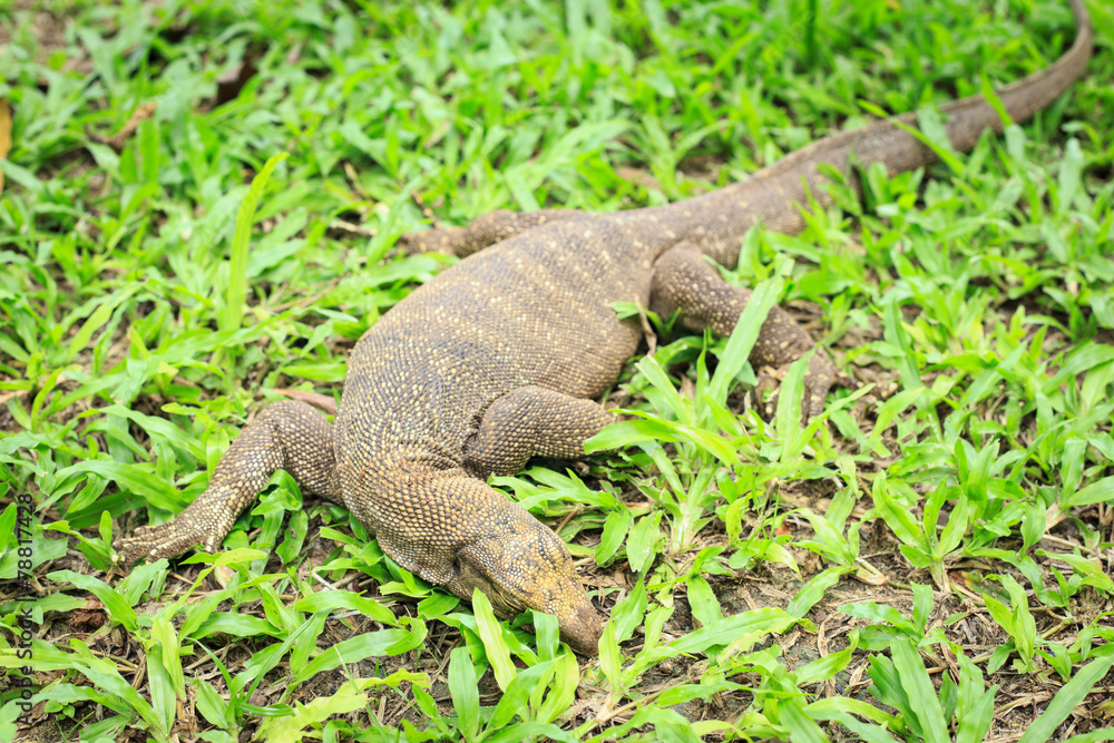 Bengal monitor Bengal monitor